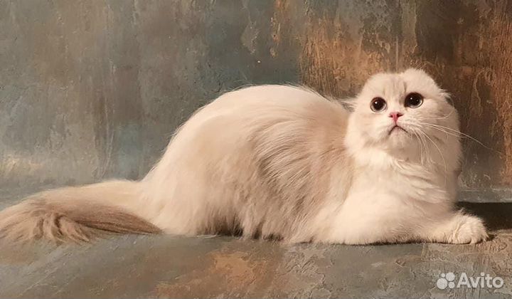 Шотландская девочка в добрые руки