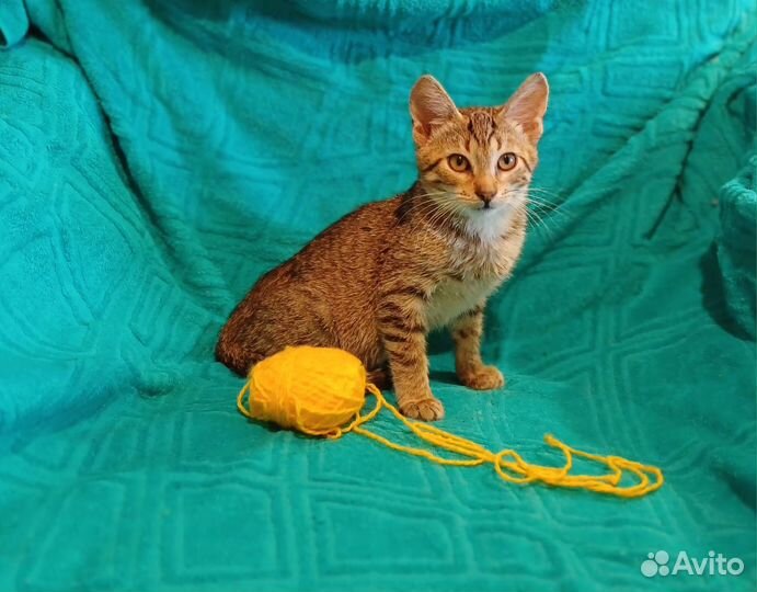 Котенок девочка в добрые руки