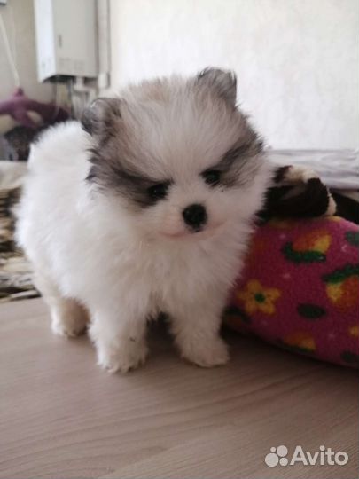 Померанский шпиц mini