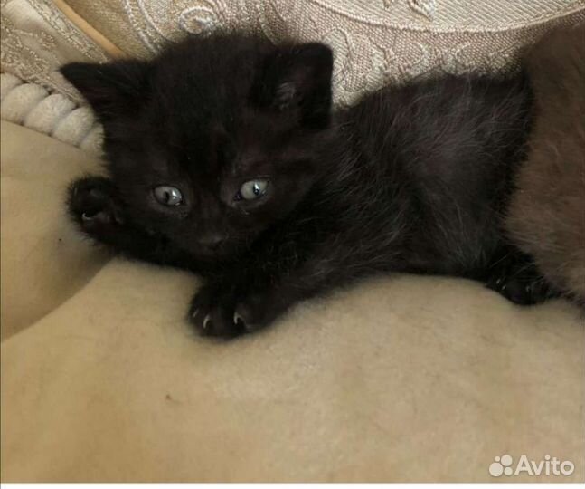 Котята ангорята