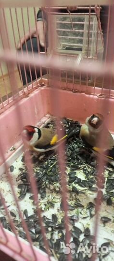 Птица щегол