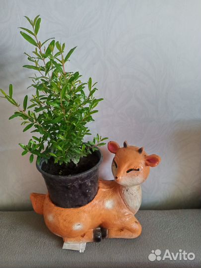 Гранат мини сорт нана