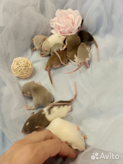 Крыса.крысятки Дамбо Крысуни