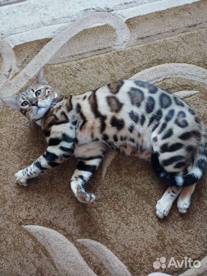 Кот бенгал, вязка