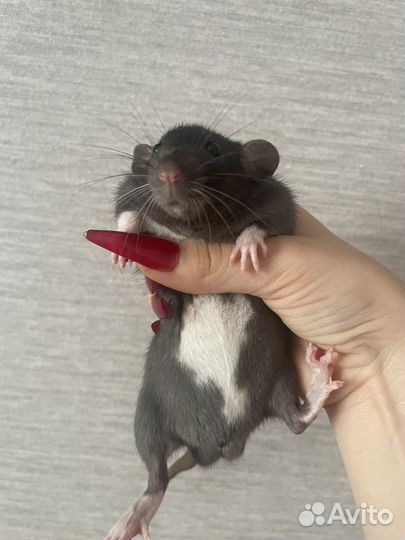 Крыса дамбо