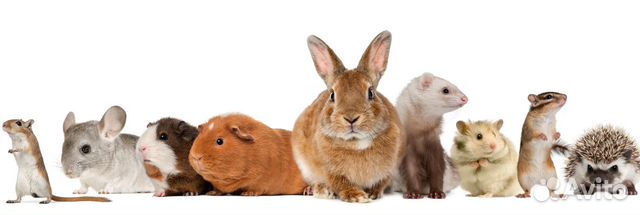 Передержка некрупных домашних животных
