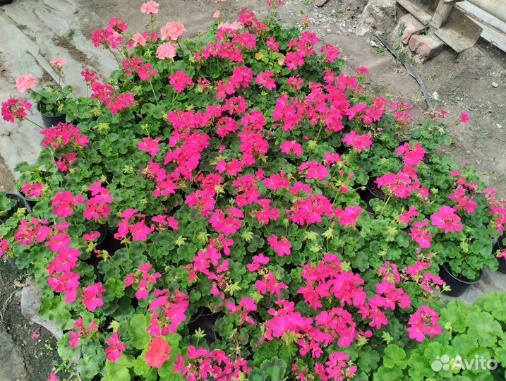 Петунии и Герань