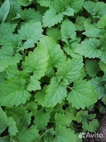 Щавель, лук, мелисса, тархун