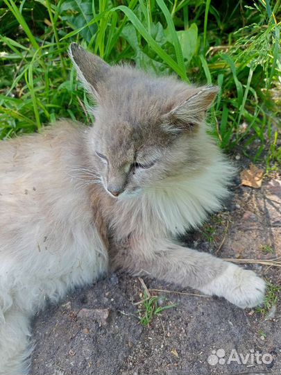 Кошка в дар