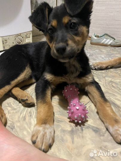 Щенок девочка метис в добрые руки