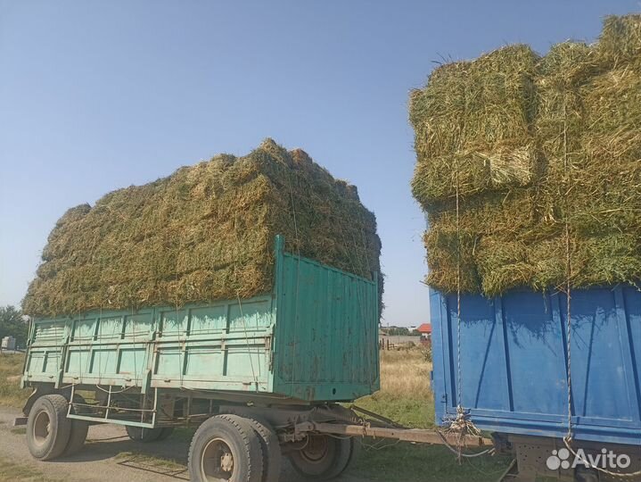 Люцерна в тюках