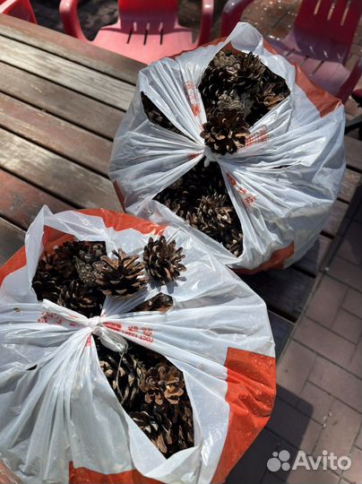 Шишки сосновые