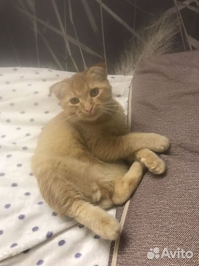 Кот