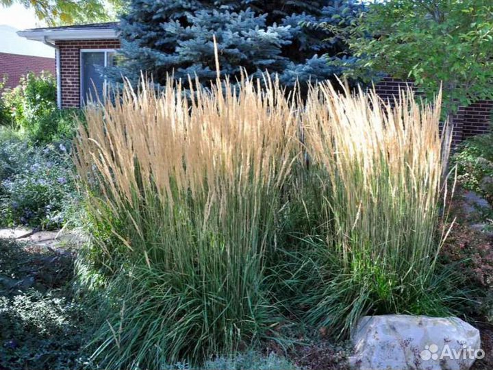 Вейник остроцветковый Karl Foerster