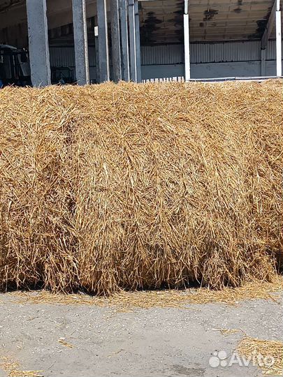 Солома ячменная