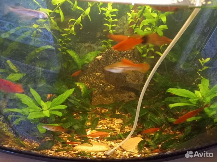 Рыбки. Меченосцы:взрослые по 40