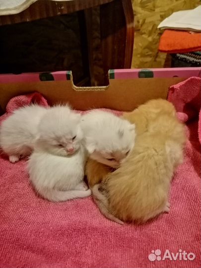 Котята два рыжих два белых