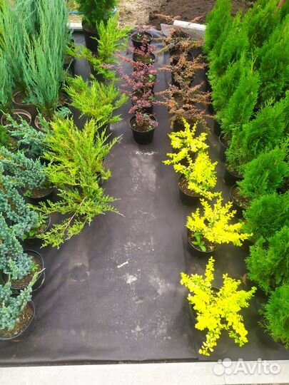 Туя смарагд