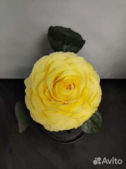 Роза в колбе оптом и в розницу