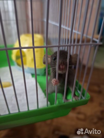 Крыса дамбо