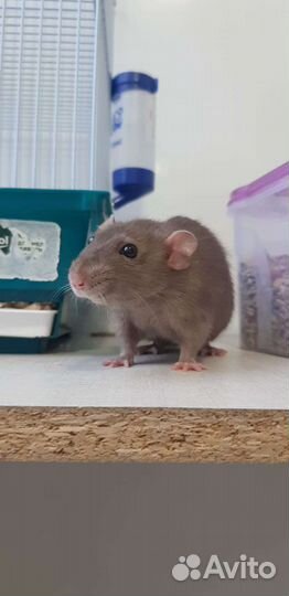 Крыса Дамбо на вязку