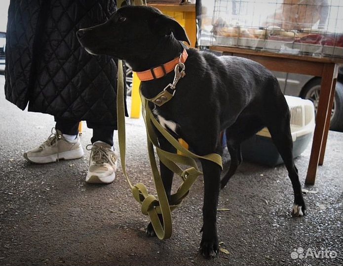 Собака в добрые руки