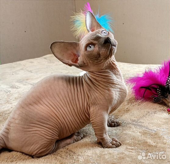 Канадский сфинкс бамбино девочка