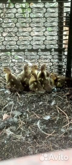 Утки красные