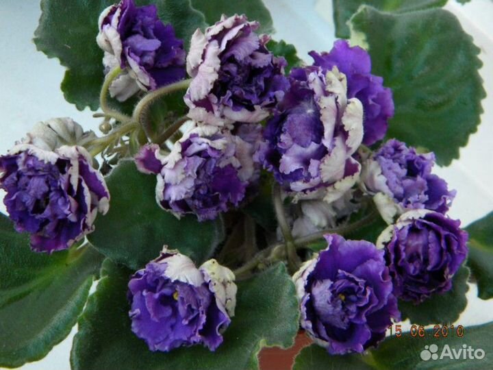 Фиалки-4 (листья на срез)