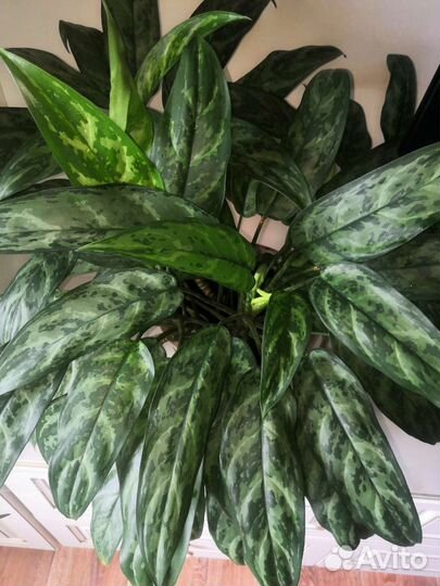 Комнатные растения. Аглаонема