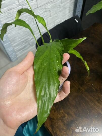 Спатифиллум