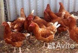 Куры молодки
