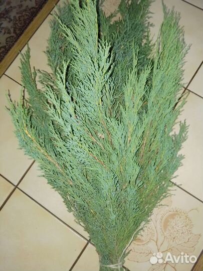 Веники Можжевеловые