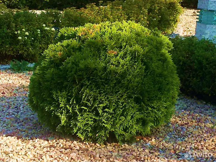 Хвойные растения