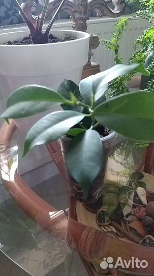 Комнатные растения