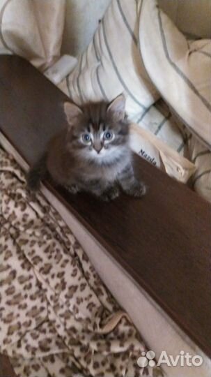 Британские котята