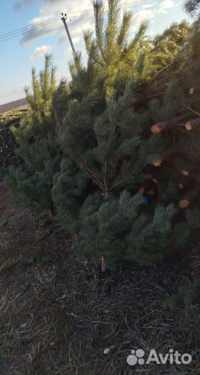 Сосна новогодняя оптом