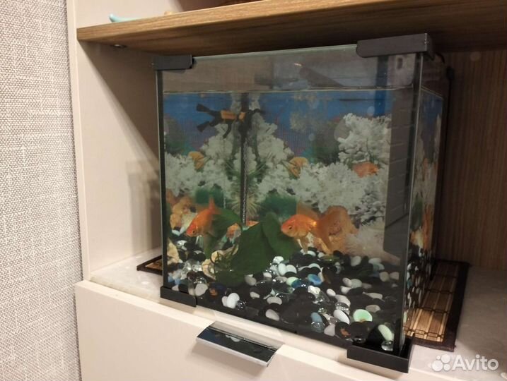 Аквариум кубик