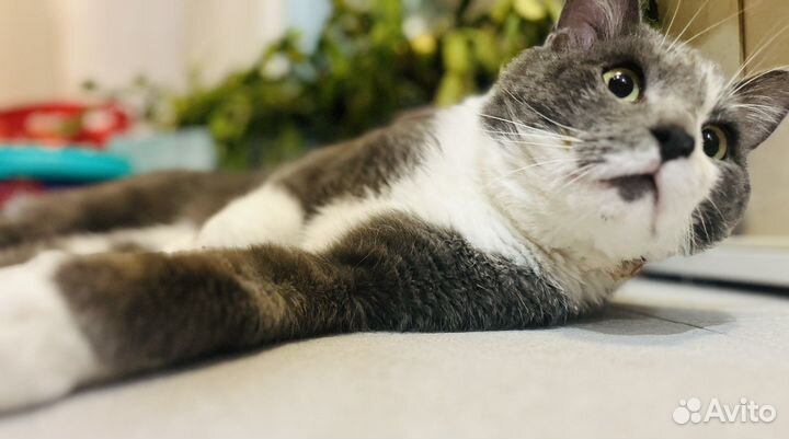 Передержка животных