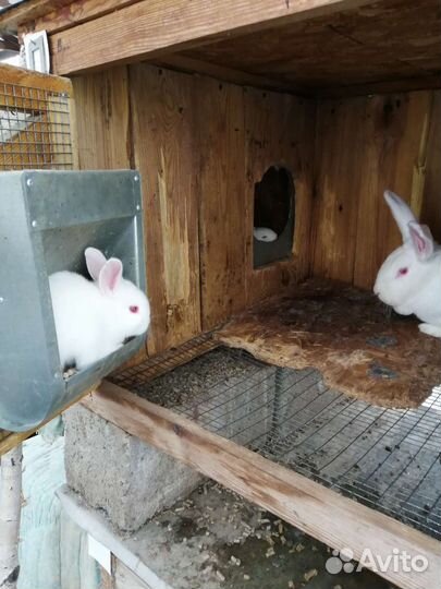 Кролики белый Паннон