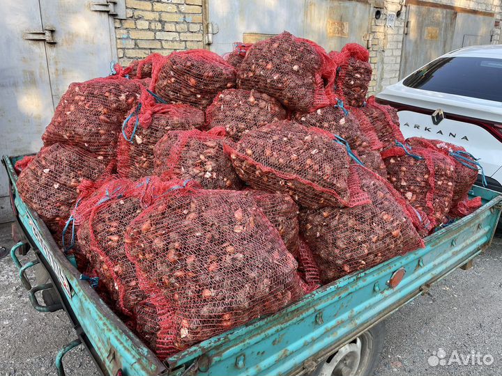 Тюльпаны Луковицы