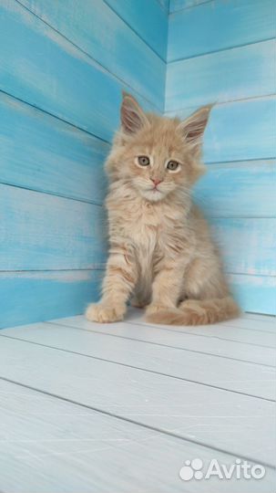 Красные дымные котята