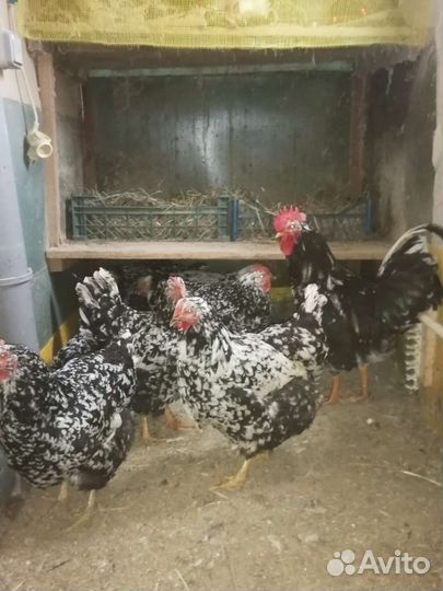 Куры Австролорп, яйцо инкубационное