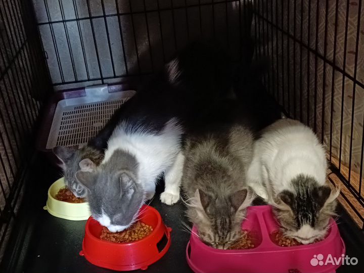 Котики и кошечки