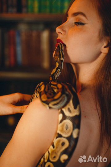 Рептилии, аренда