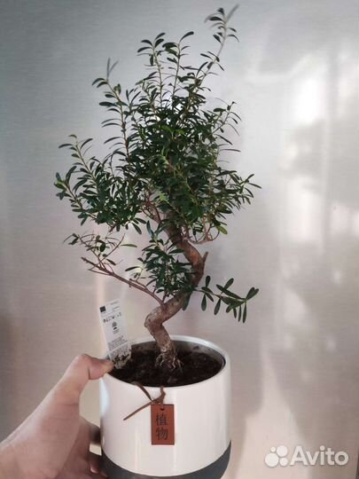 Кармона бонсай