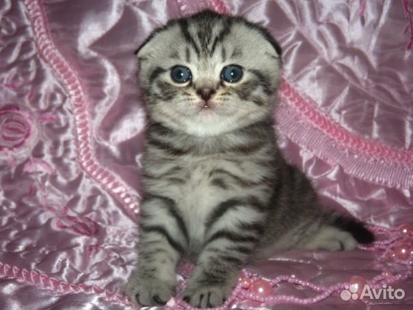 шкода котенок и щенок. шотландская вислоухая кошка авито. шотландская вислоухая кошка белая. лиловый шотландский скоттиш фолд. Ns11 британская шиншилла окрас.