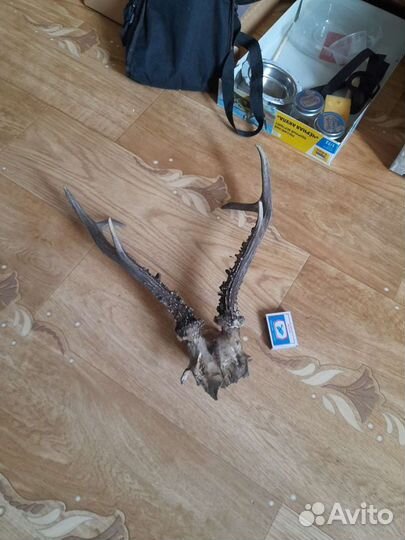 Рога косули. Необработанные