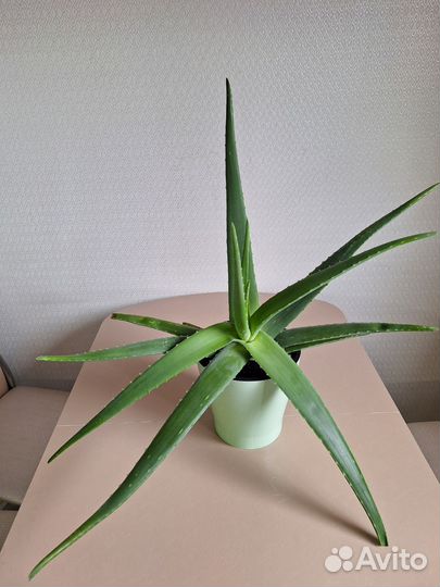 Алоэ Вера домашний цветок суккулент