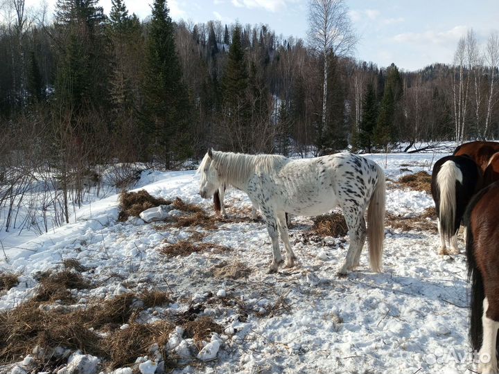 Жеребец